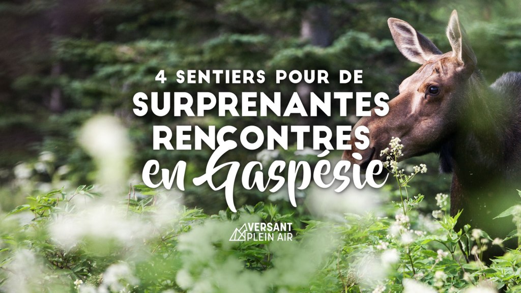 4 sentiers pour de surprenantes rencontres en&nbsp;Gaspésie&nbsp;!